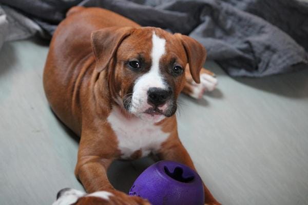 Американский стаффордширский терьер — фото 7