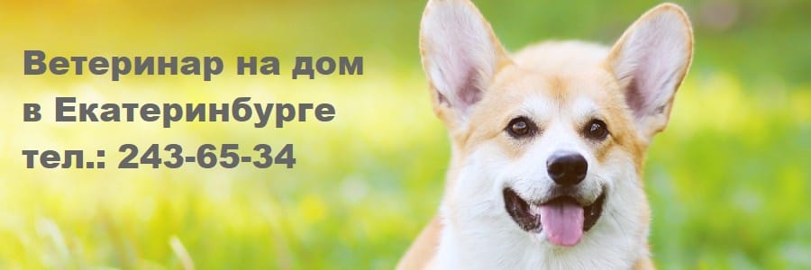 Круглосуточная ветеринарная клиника. Ветклиника на дом в Екатеринбурге — фото 3