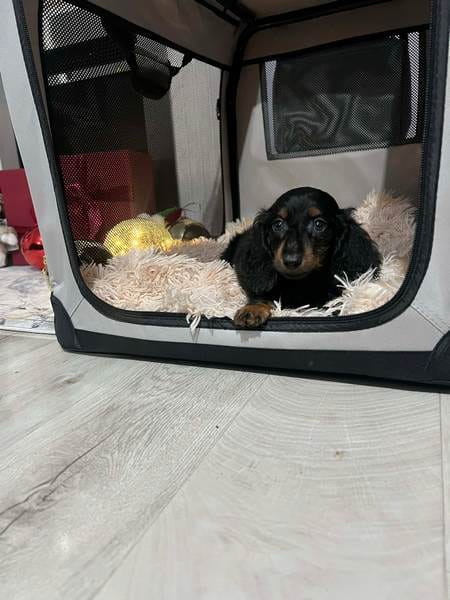 Щенки миниатюрных длинношерстных такс — фото 5