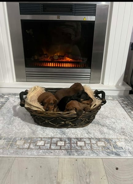 Короткошерстные таксы — фото 5