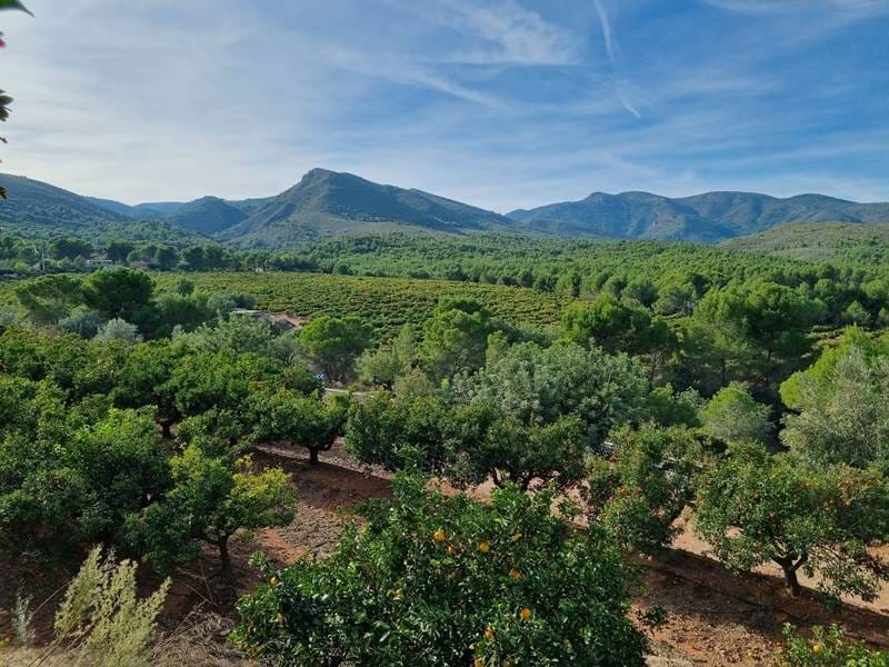 ПЛАНТАЦИЯ МАНДАРИНОВ В ИСПАНИИ — фото 27