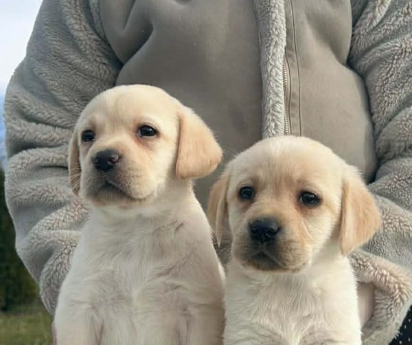 Лабрадор ретривер — фото 8