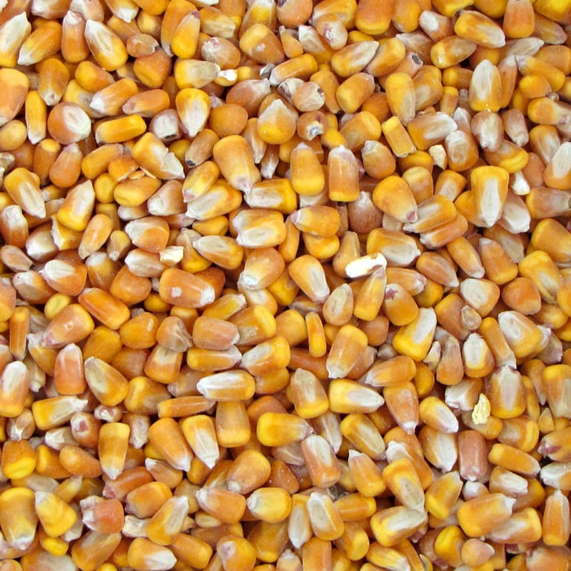 Кукуруза кормовая
