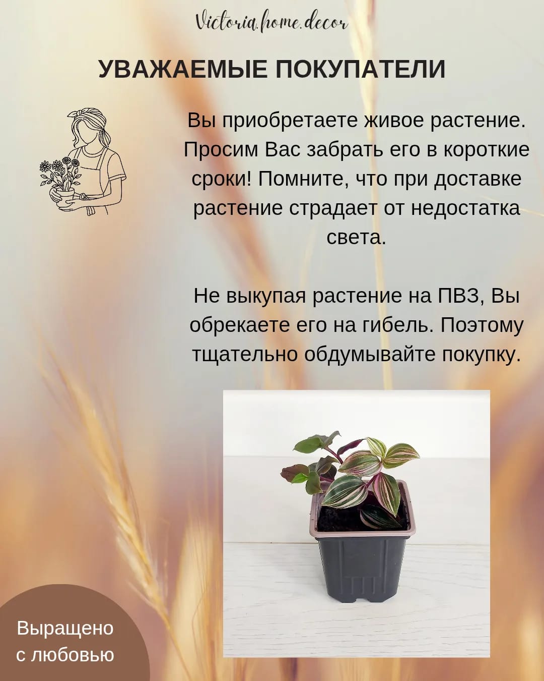 Традесканция Mundula Lisa/Мундула Лиза — фото 13