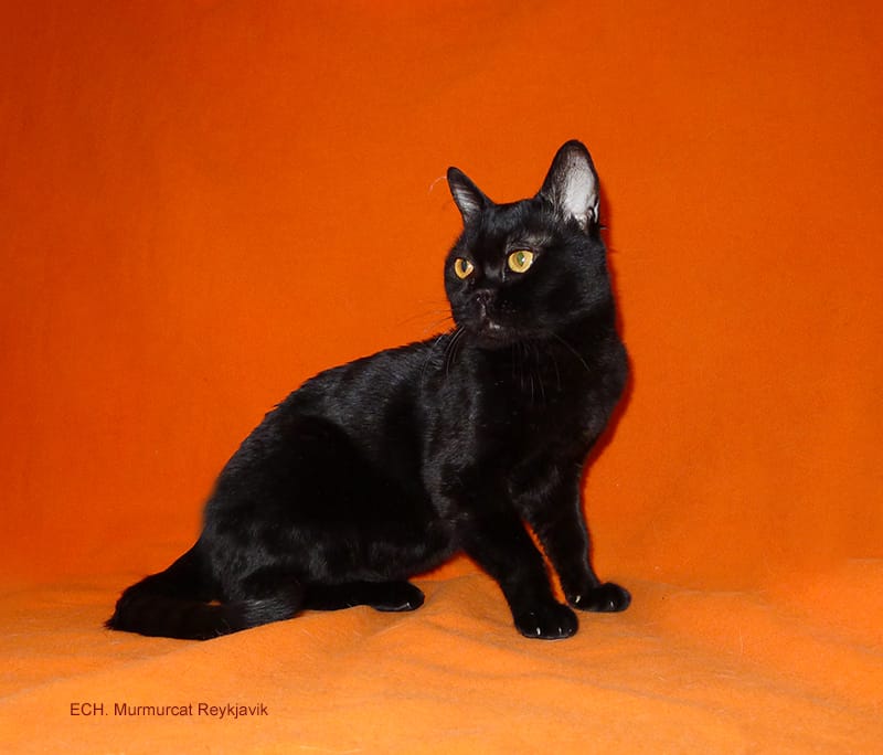 Бомбейские котята — фото 3