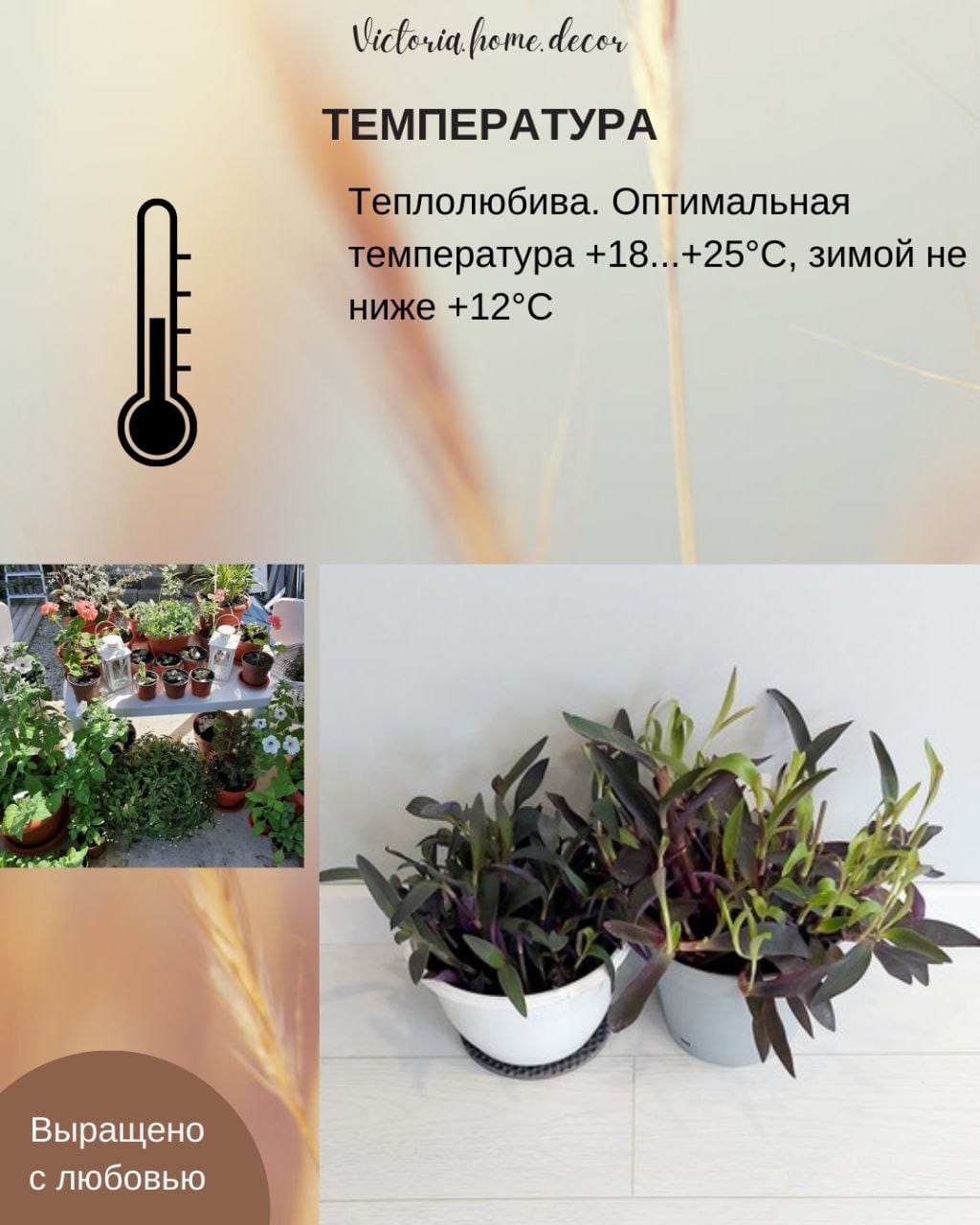 Традесканция Setcreasea-Pallida Purpurea / Сеткреазия-Паллида пурпурная — фото 10