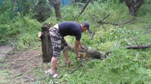 Валка деревьев,  корчевание пней,  уборка.  Донецк . ДНР