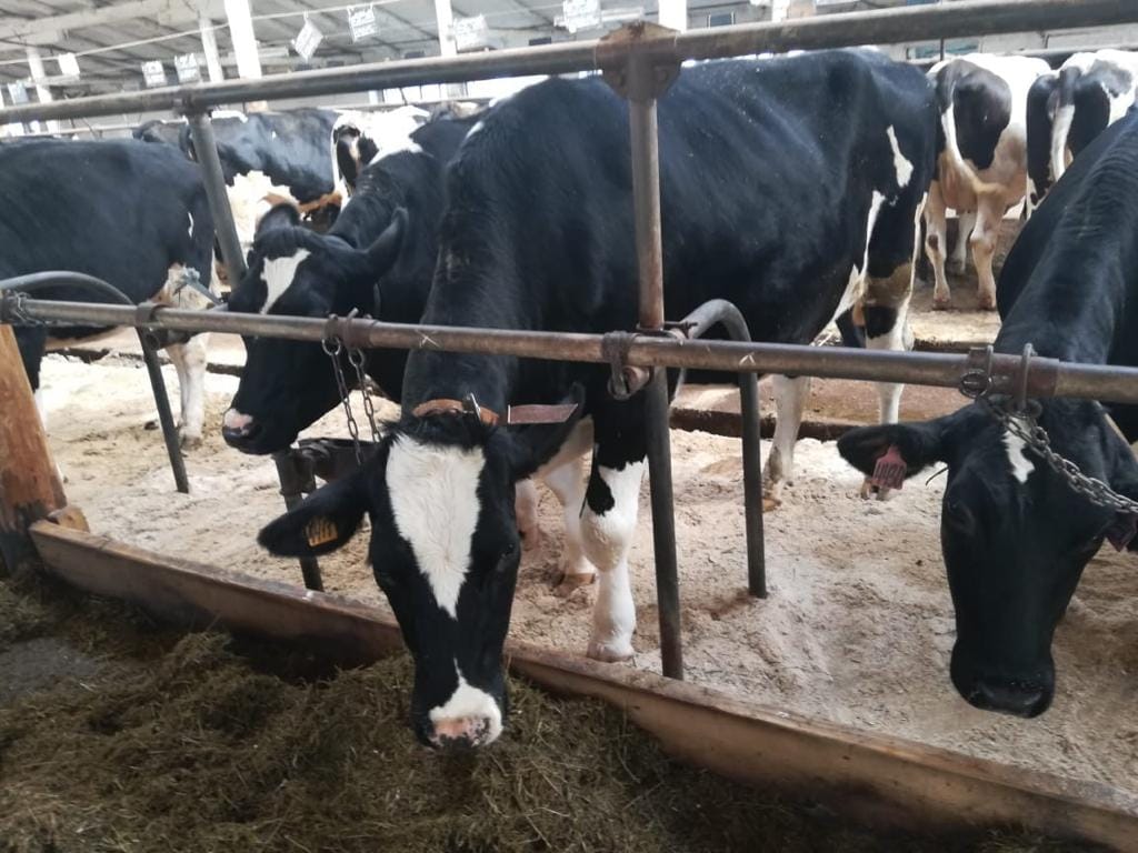 Нетели племенные чистопородные