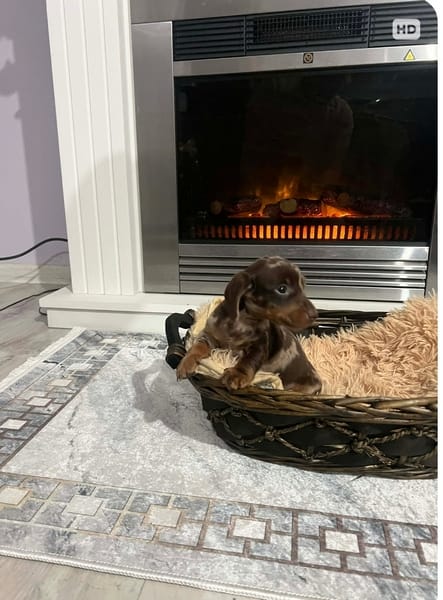 Карликовые короткошерстные таксы, очень миниатюрные — фото 2