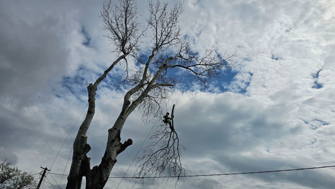 Спил деревьев в Краснодаре — фото 7