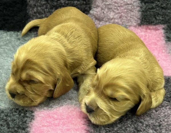 Щенки английского кокер-спаниеля