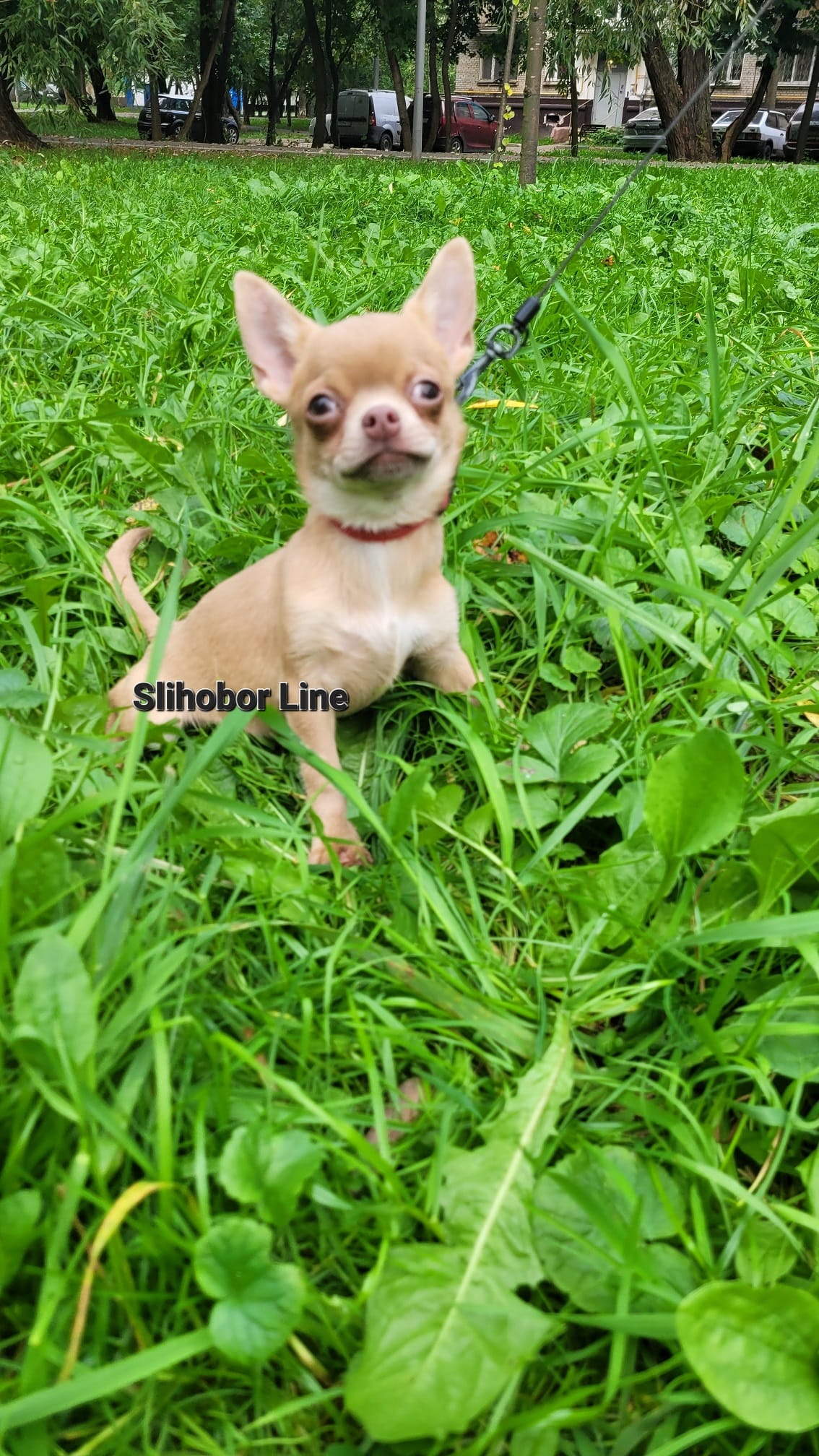 Чихуахуа щенки — фото 4