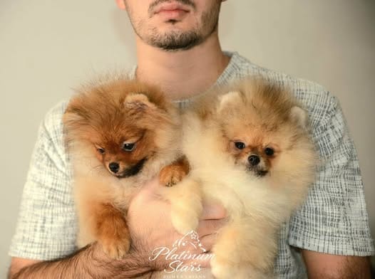 Щенки миниатюрного немецкого шпица (померанского шпица) — фото 10