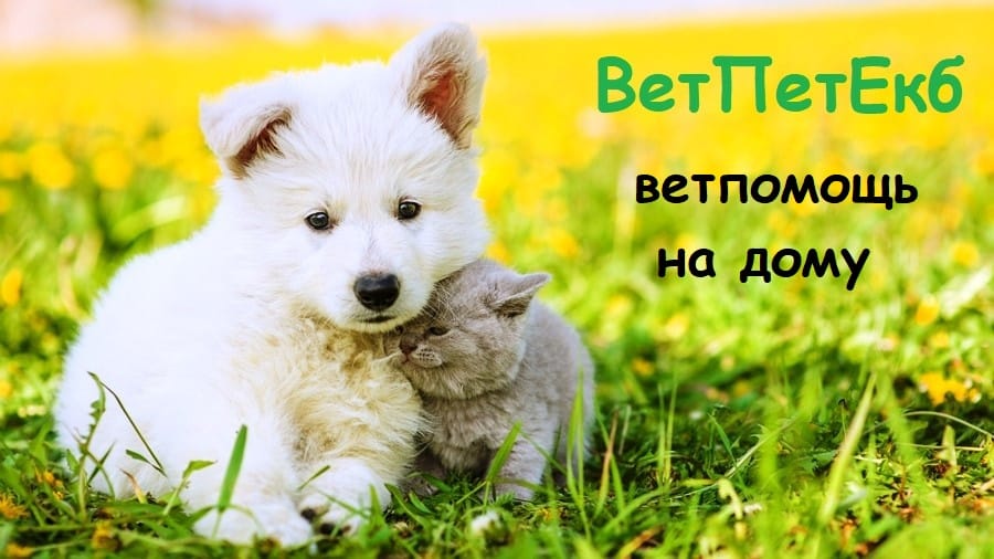 Круглосуточная ветеринарная клиника. Ветклиника на дом в Екатеринбурге
