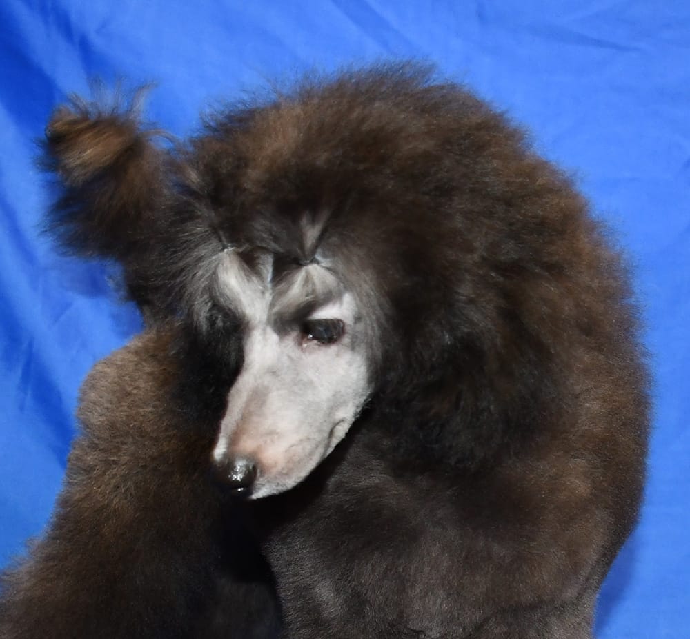 Щенок  пуделя миниатюрный мальчик серебристый Джентли Борн Рондо — фото 2