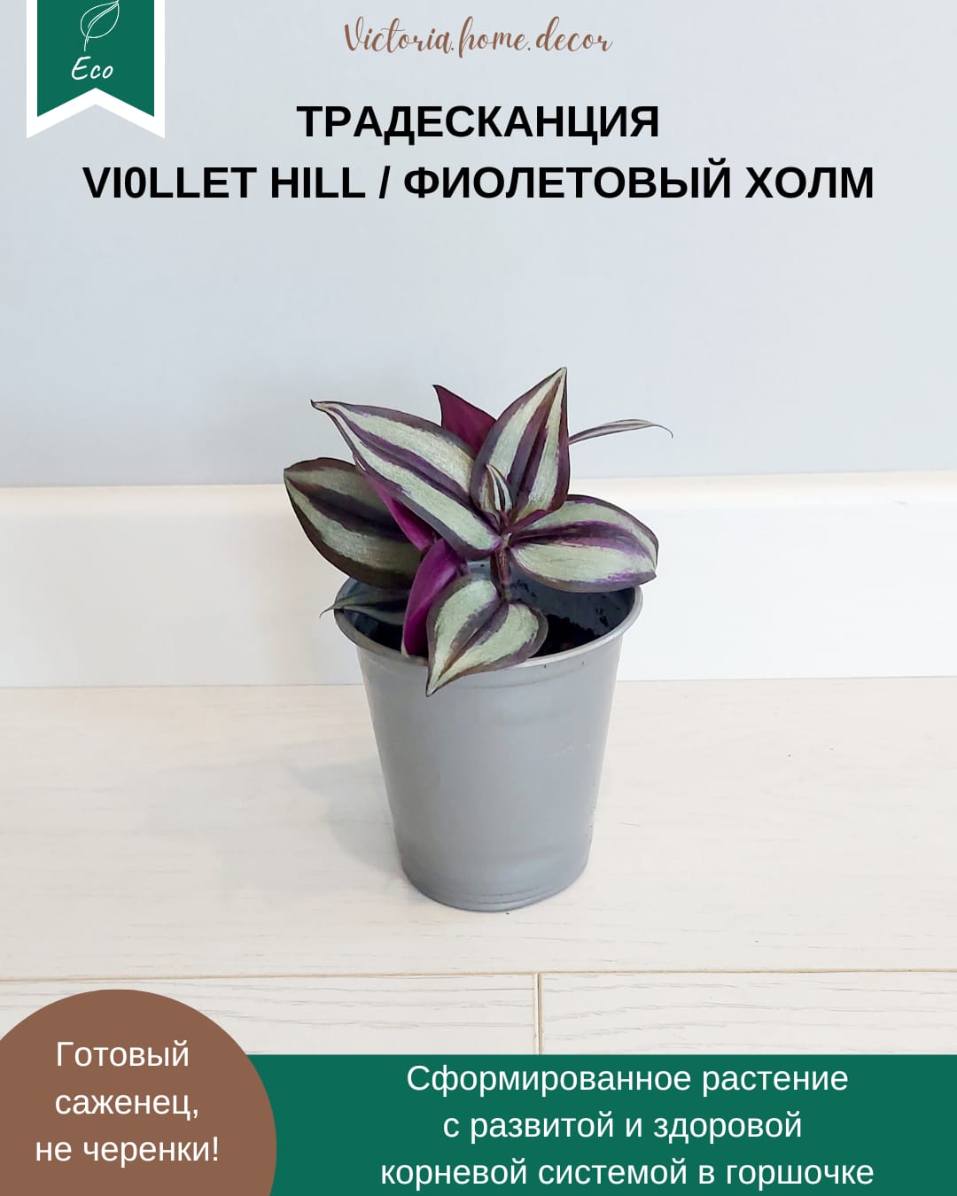 Традесканция Zebrina Viollet Hill/ Зебрина Фиолетовый холм