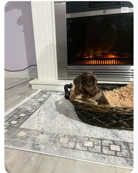 Карликовые короткошерстные таксы, очень миниатюрные — фото 4