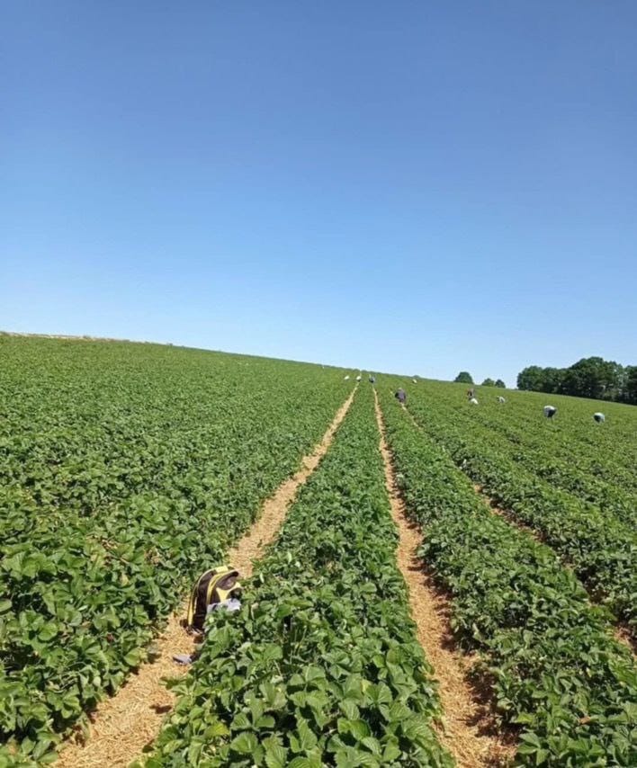 "Работа и вакансии" на сельскохозяйственных фермах в Великобритании