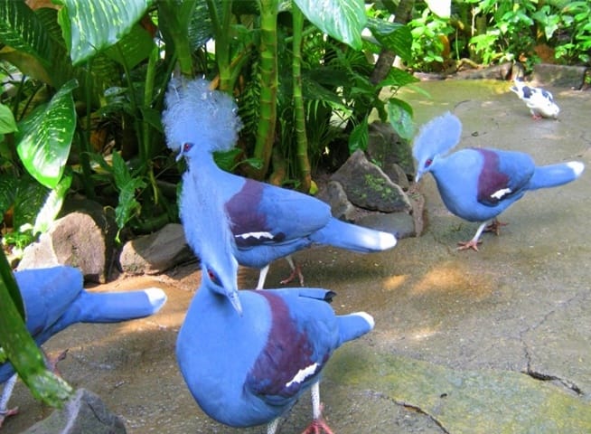 Венценосные  голуби из питомника