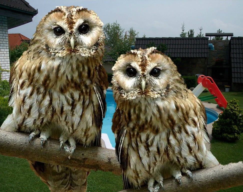 Сова неясыть - птенцов выкормышей