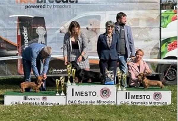 Жесткошерстная такса, щенки премиум-класса