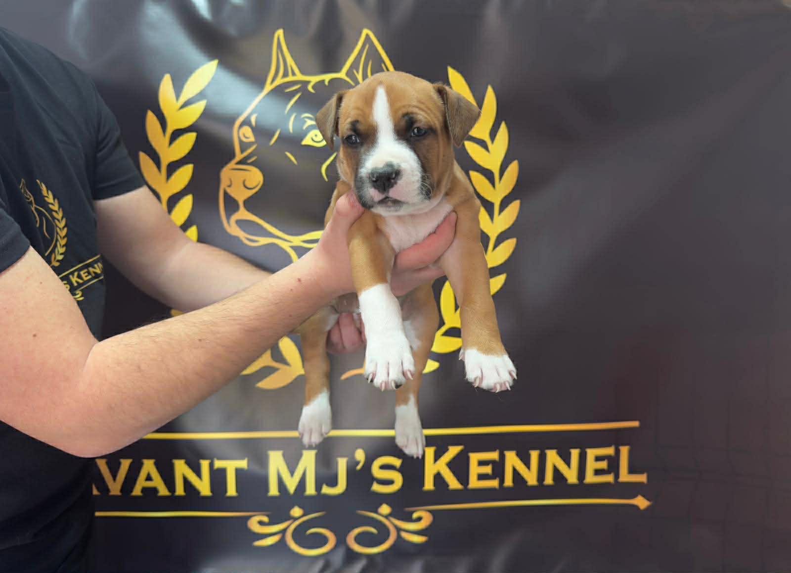 Щенки американского стаффордширского терьера — фото 3