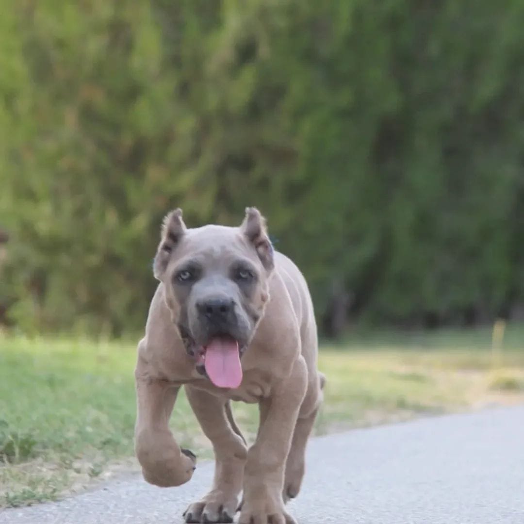 Щенки кане корсо на продажу — фото 2