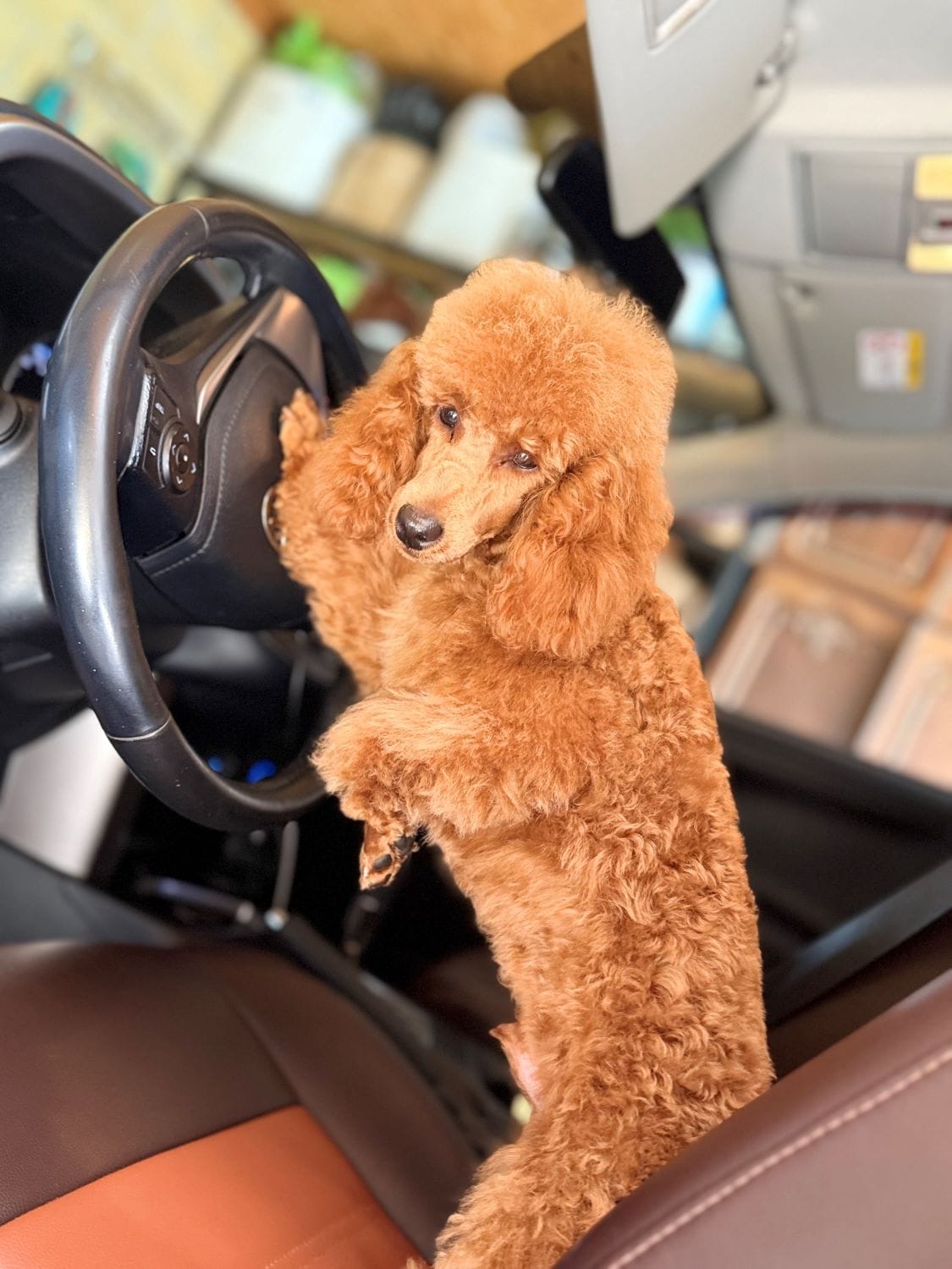 Продаётся кобель пудель.