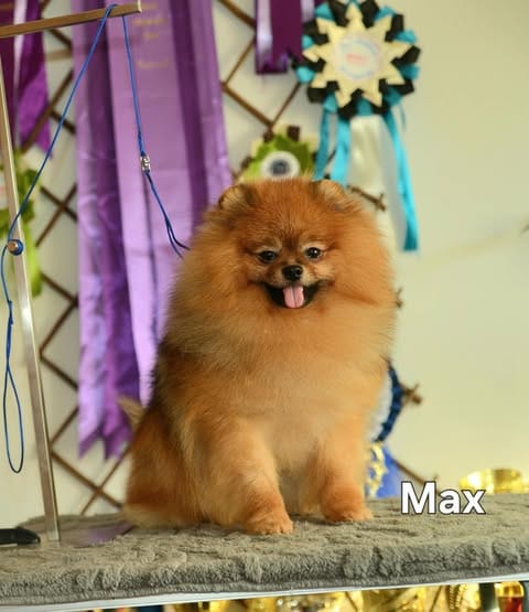 Щенки миниатюрного немецкого шпица (померанского шпица) — фото 5