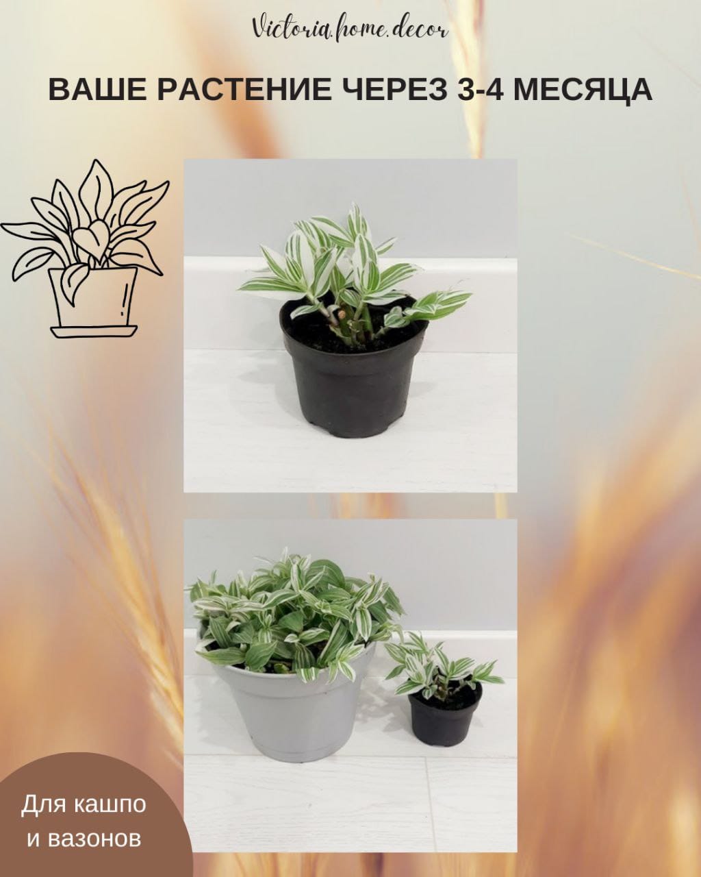 Традесканция Albiflora Albovittata /Альбифлора Альбовиттата — фото 5