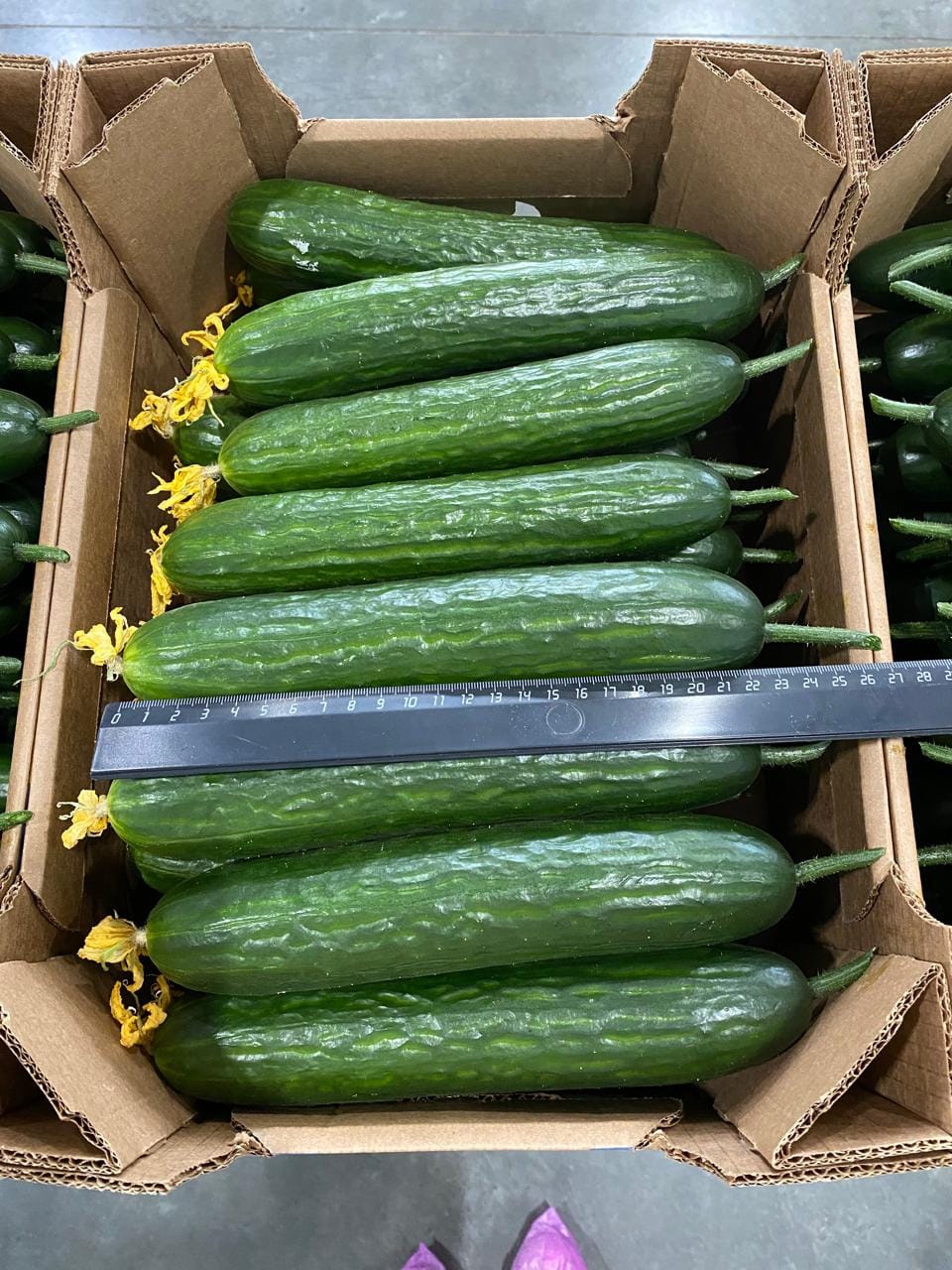 Тепличный Огурец Гладкий Мева — фото 3