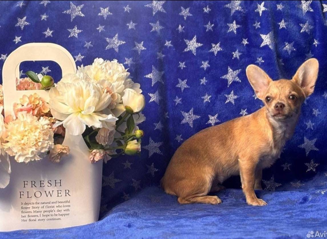 Чихуа эффектные тигровые детки — фото 2