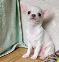 Чихуахуа бело-кремового окраса девочка