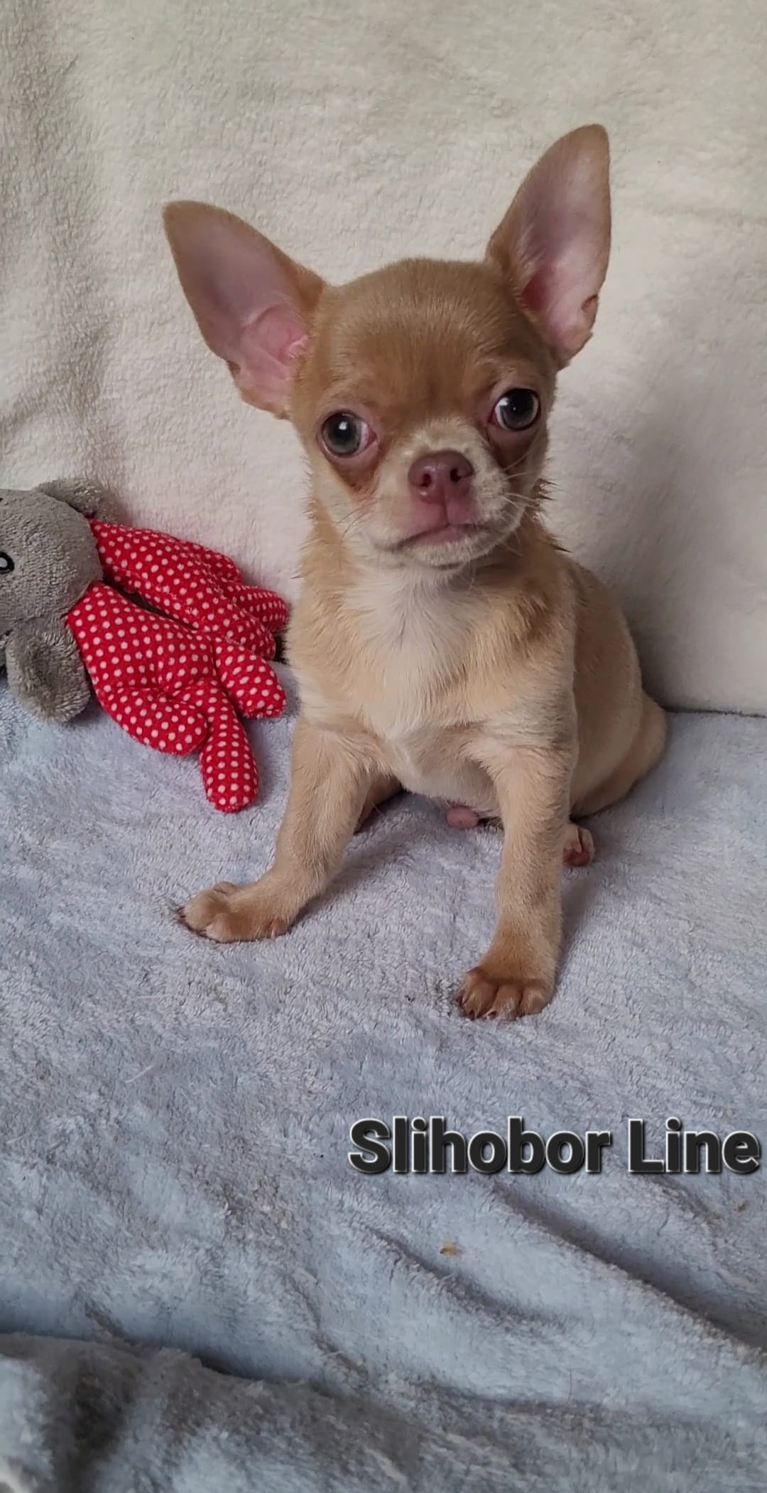 Чихуахуа рыжая девочка