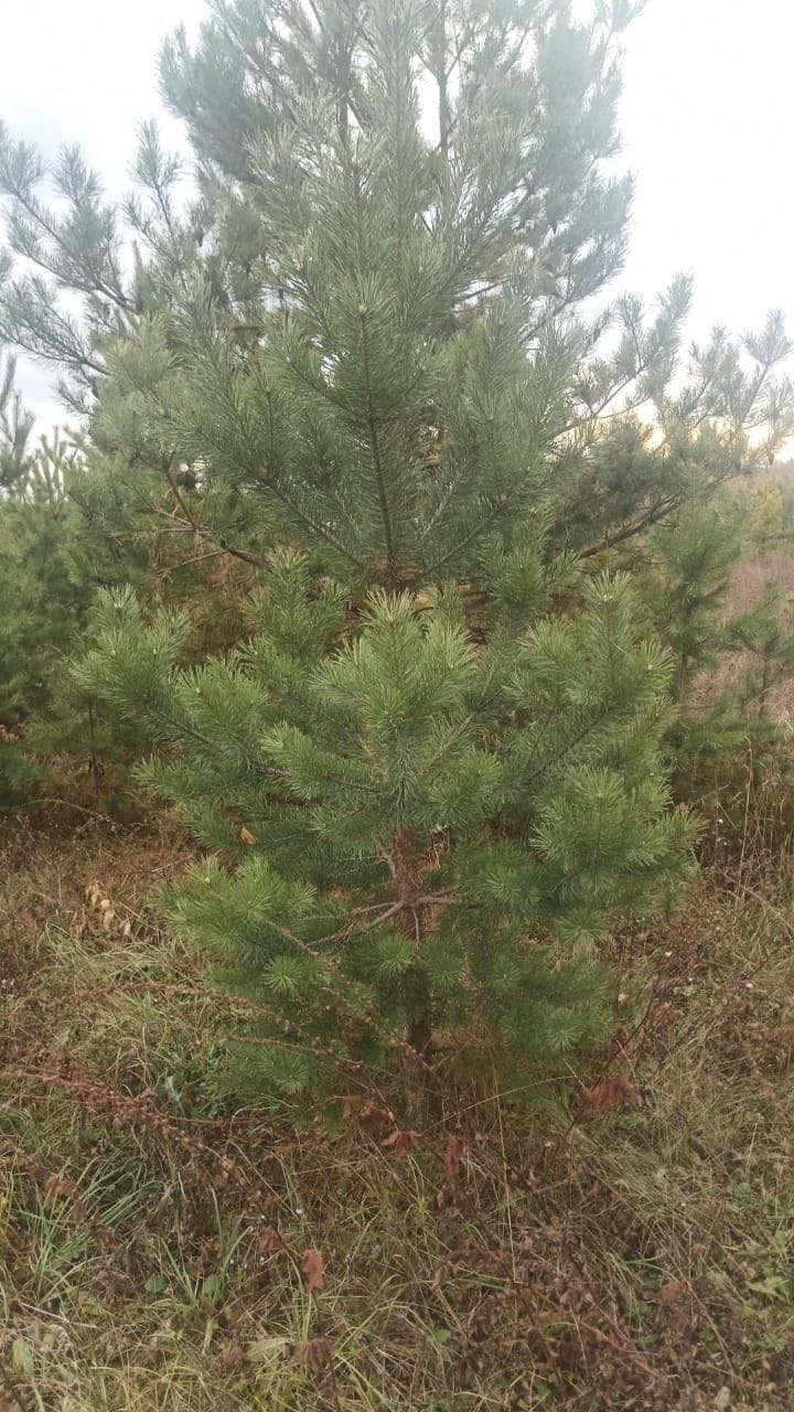 крупномеры