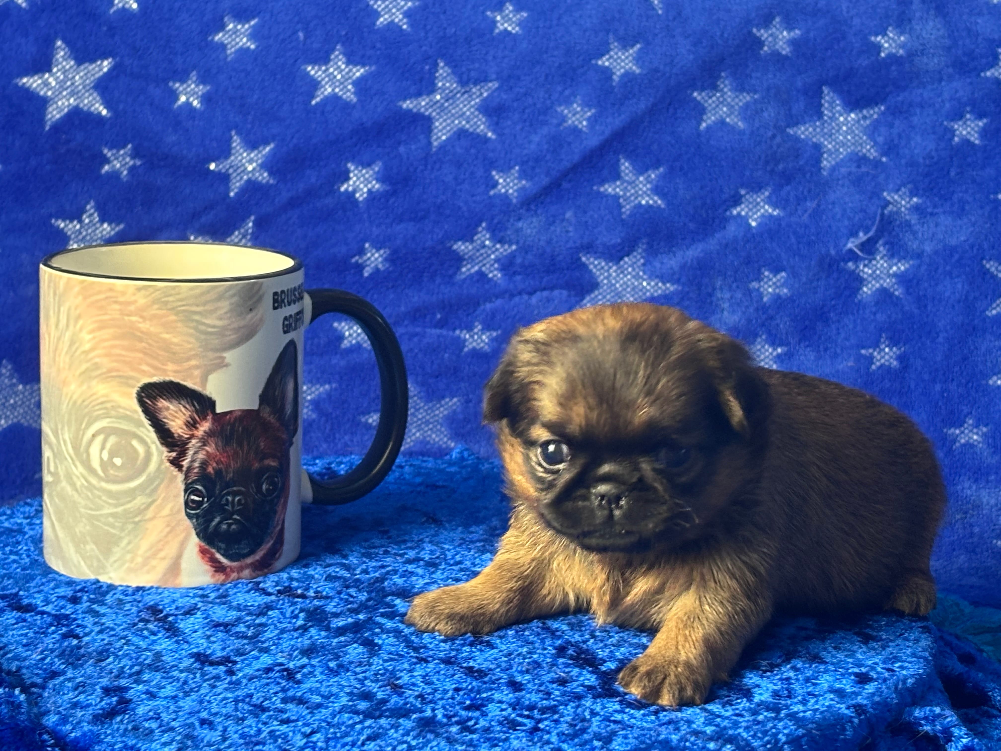 Пти брабансон рыжая девочка. Февраль 2026 — фото 2