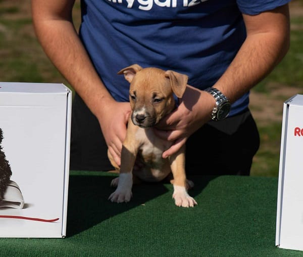Американский стаффордширский терьер, щенки высшего качества — фото 3