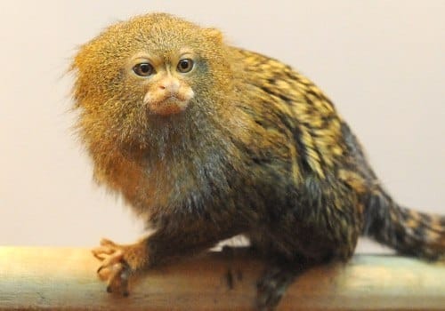 Карликовые игрунки — взрослые и малыши для дома и вольера!