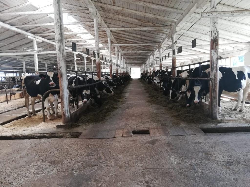 Нетелей голштинской породы — фото 3