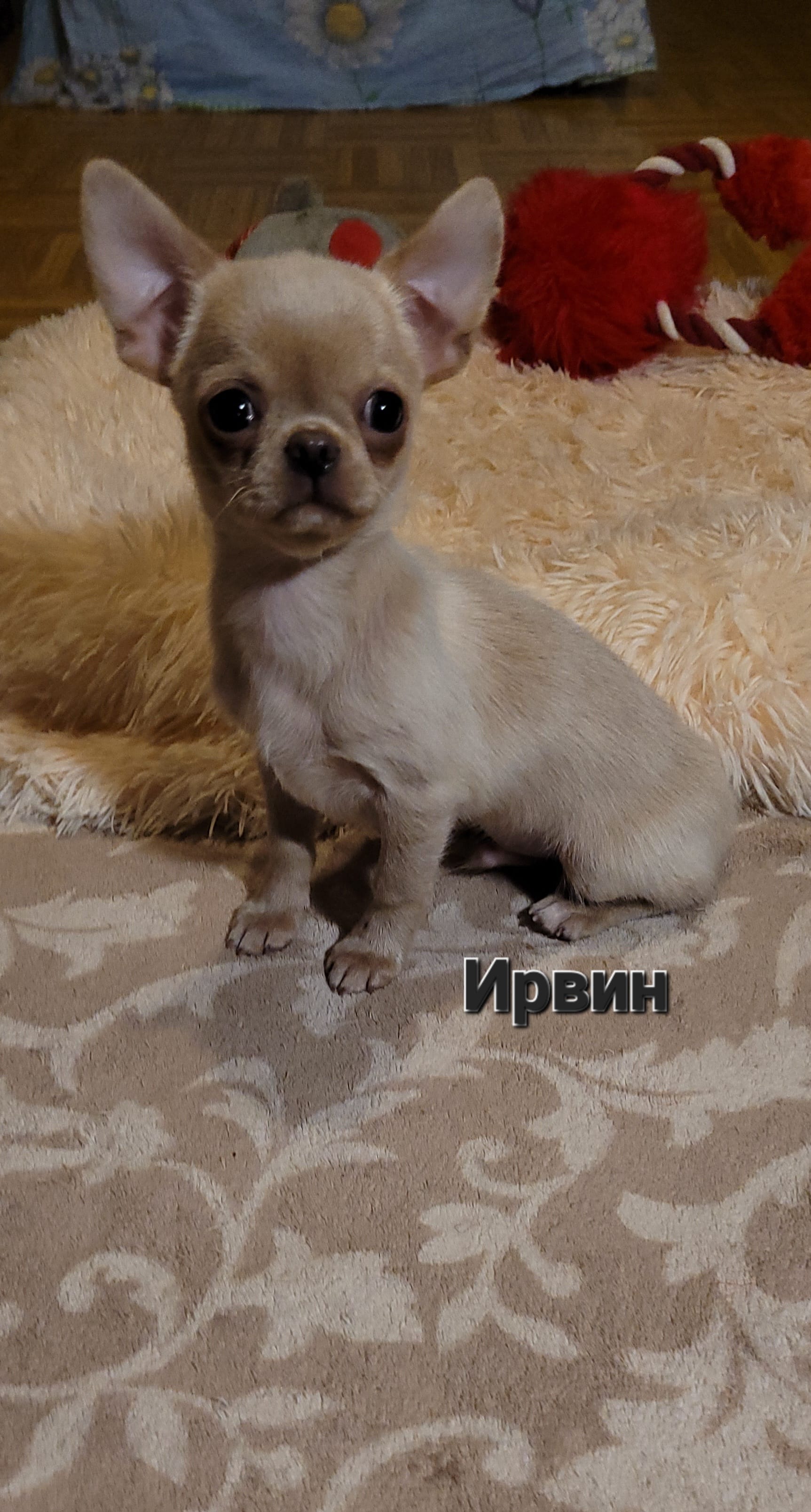 Чихуахуа г-ш мальчик — фото 3