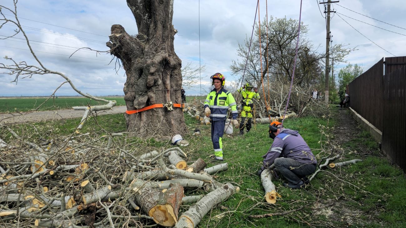 Спил деревьев в Краснодаре