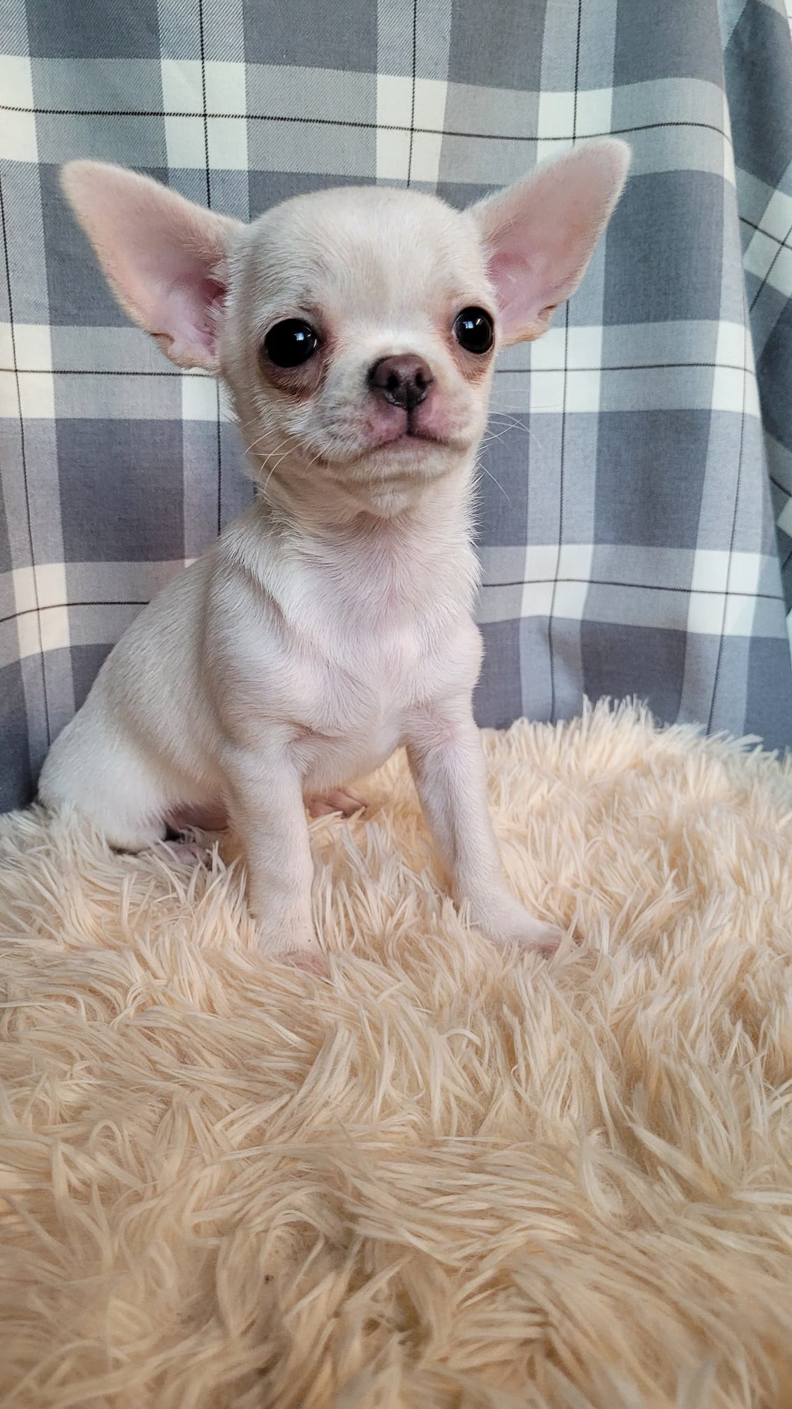 Чихуахуа бело-кремового окраса девочка — фото 2