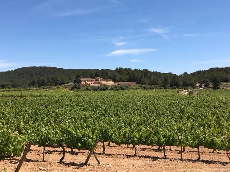 ПОМЕСТЬЕ С ВИНОГРАДНИКАМИ В ИСПАНИИ — фото 28
