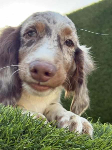 Длинношерстная такса — фото 5