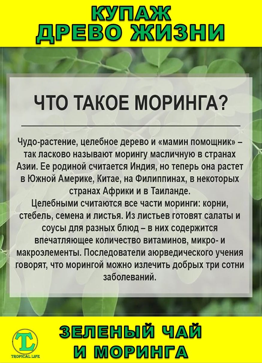 Функциональный купаж Древо Жизни. Моринга и Зеленый чай — фото 2