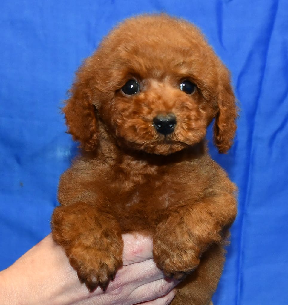 Щенок  пуделя миниатюрный мальчик рыжий Джентли Борн Уно Моменто 200.000