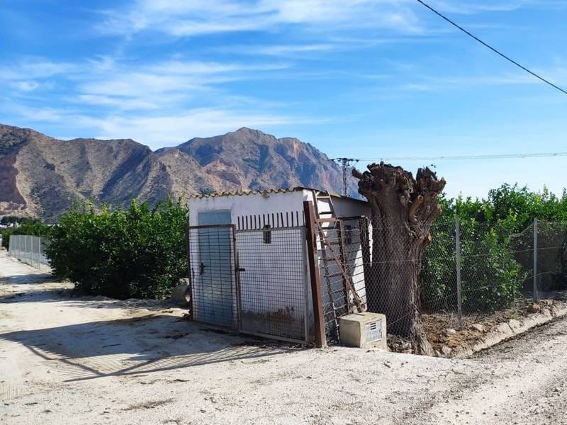 ПЛАНТАЦИЯ ЦИТРУСОВЫХ В ИСПАНИИ — фото 7