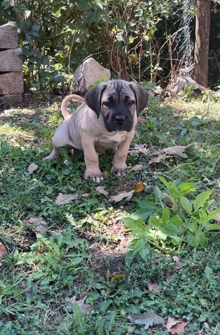 Щенки кане-корсо — фото 6