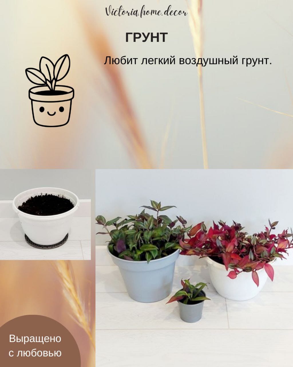 Традесканция Zebrina Disсоlоr Thailand/Зебрина Дисколор тайская — фото 8