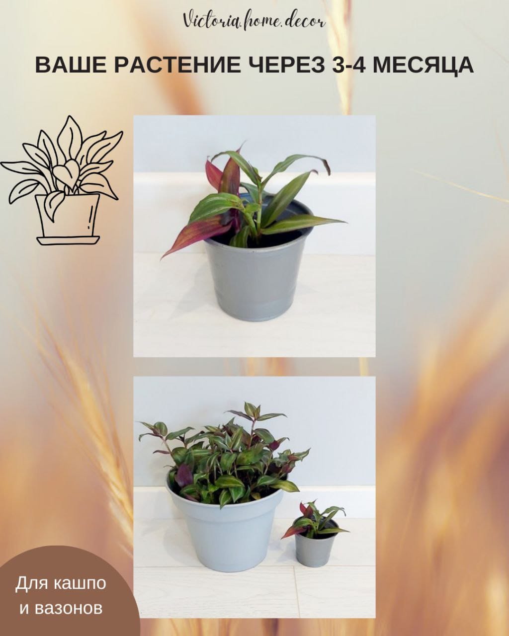 Традесканция Zebrina Disсоlоr Thailand/Зебрина Дисколор тайская — фото 5